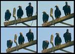 (02) turkey vulture montage.jpg    (1000x720)    275 KB                              click to see enlarged picture
